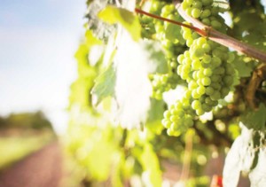 recinzione per cantina vinicola