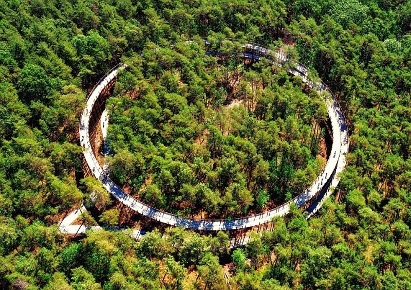 Radeln durch die Bäume auch durch eine besondere Konstruktion die aus 449 Cortenstahlsäulen besteht - 2